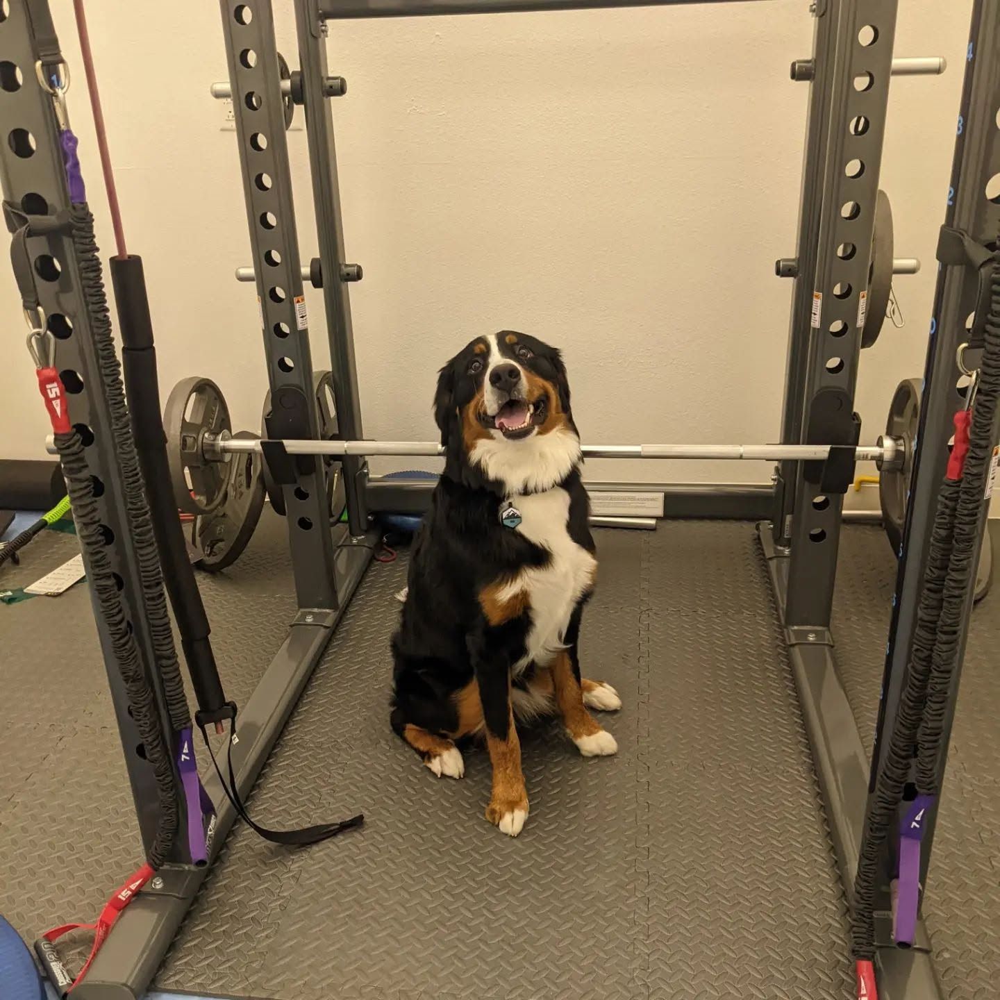 Dog sitting in a gym squat rack, facing the camera and smiling.