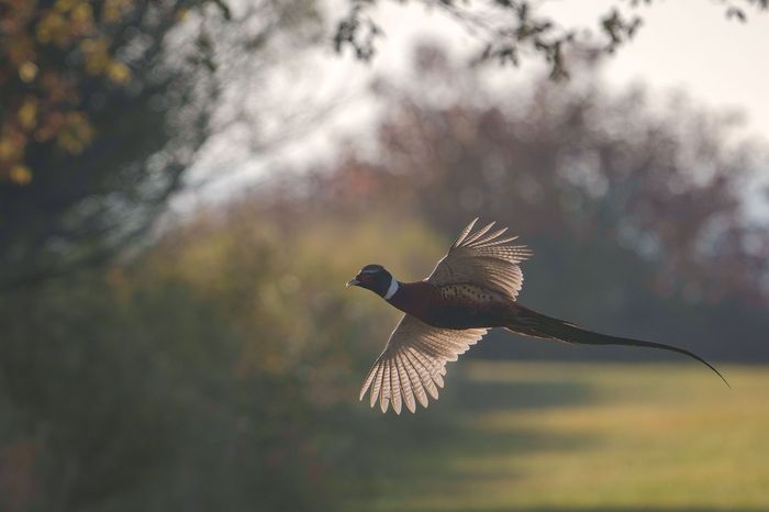 Two Birds — Tacoma, WA — Pheasants Forever Two Birds — Tacoma, WA — Pheasants Forever