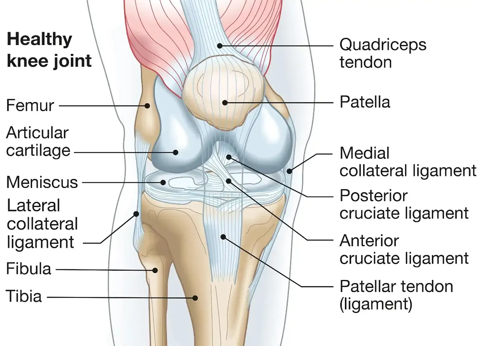 Illustration of a Healthy Knee Joint