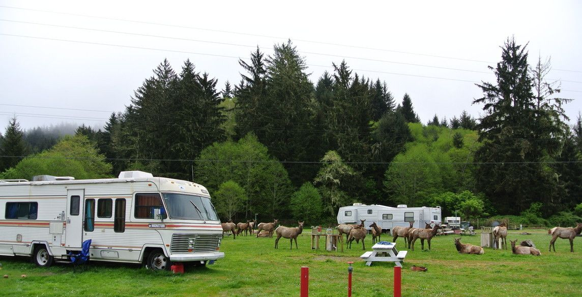 Elk Country RV Resort & Campground — photo 8