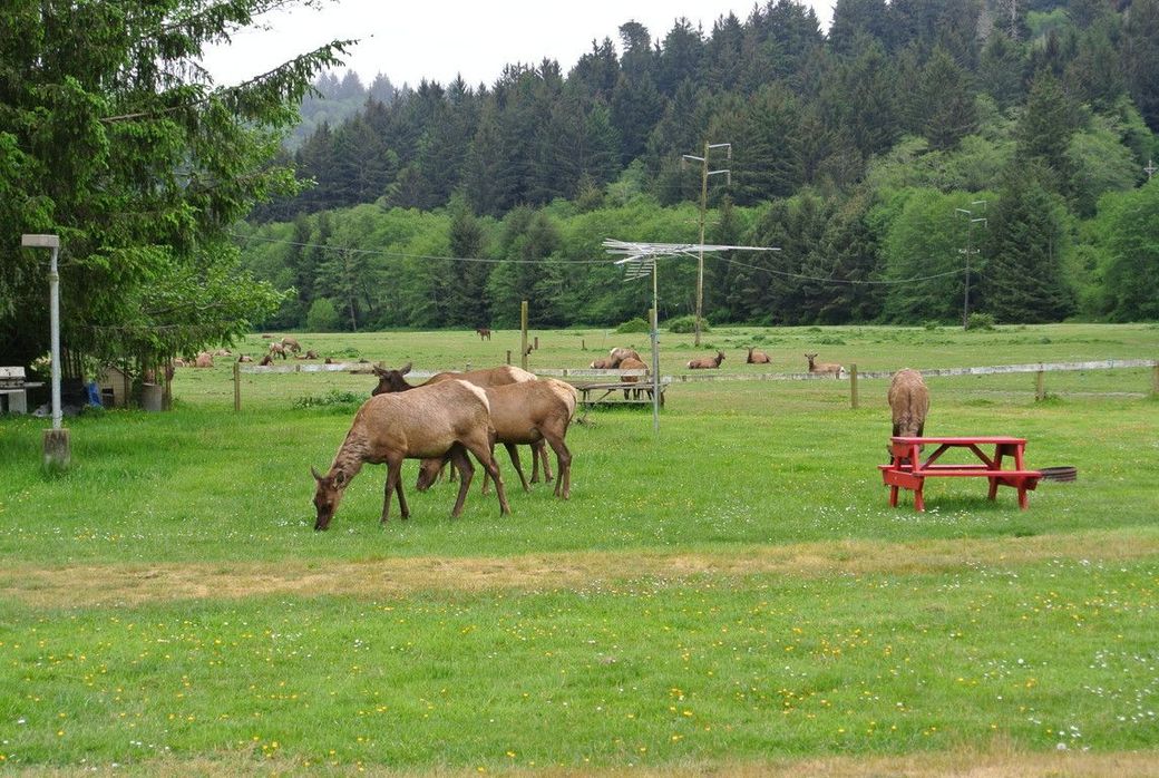 Two deer grazing on a grassy field near a red picnic table, with trees in the background