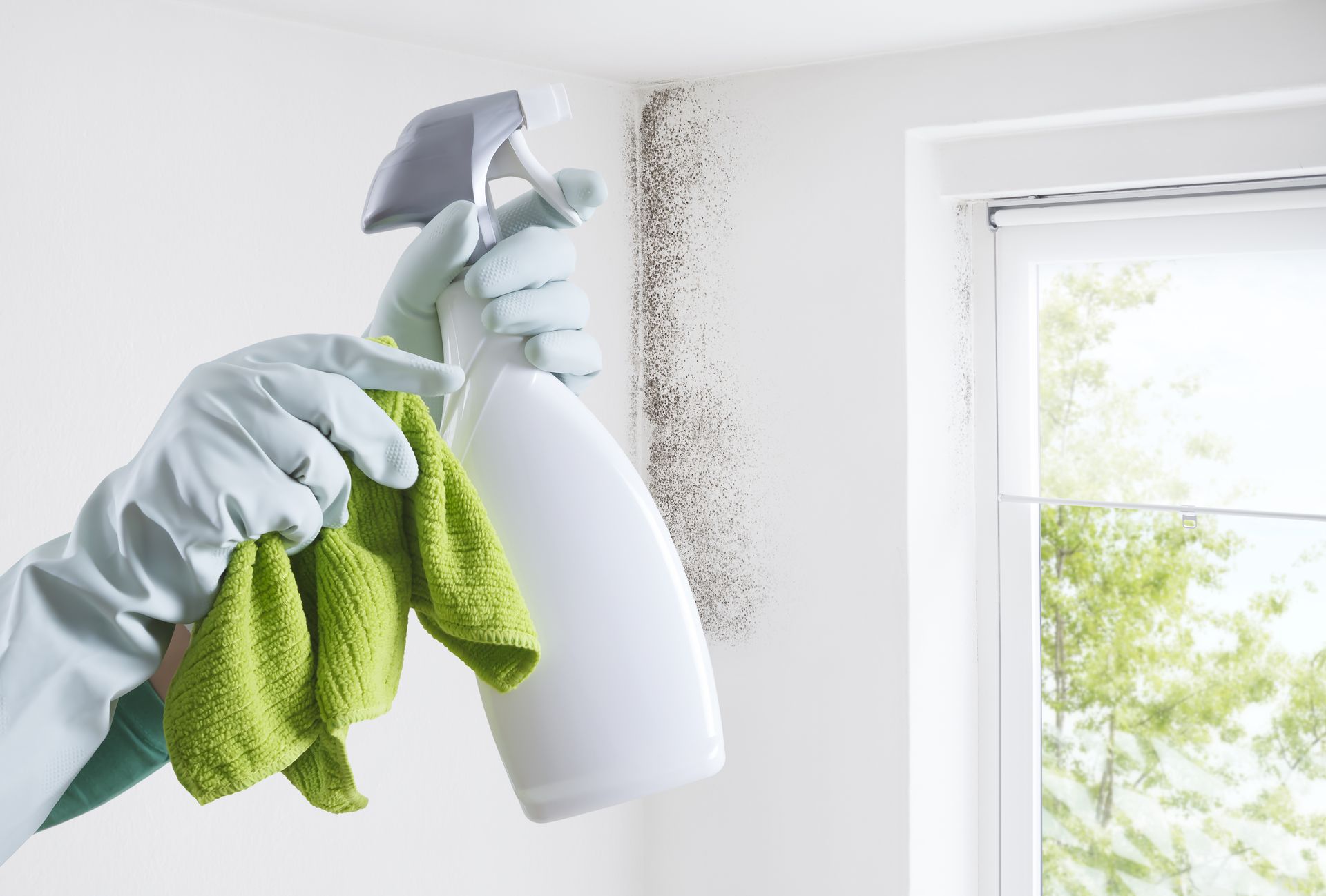 Hands wearing gloves spray a wall treating a dark patch of fungus during a mould cleaning process.