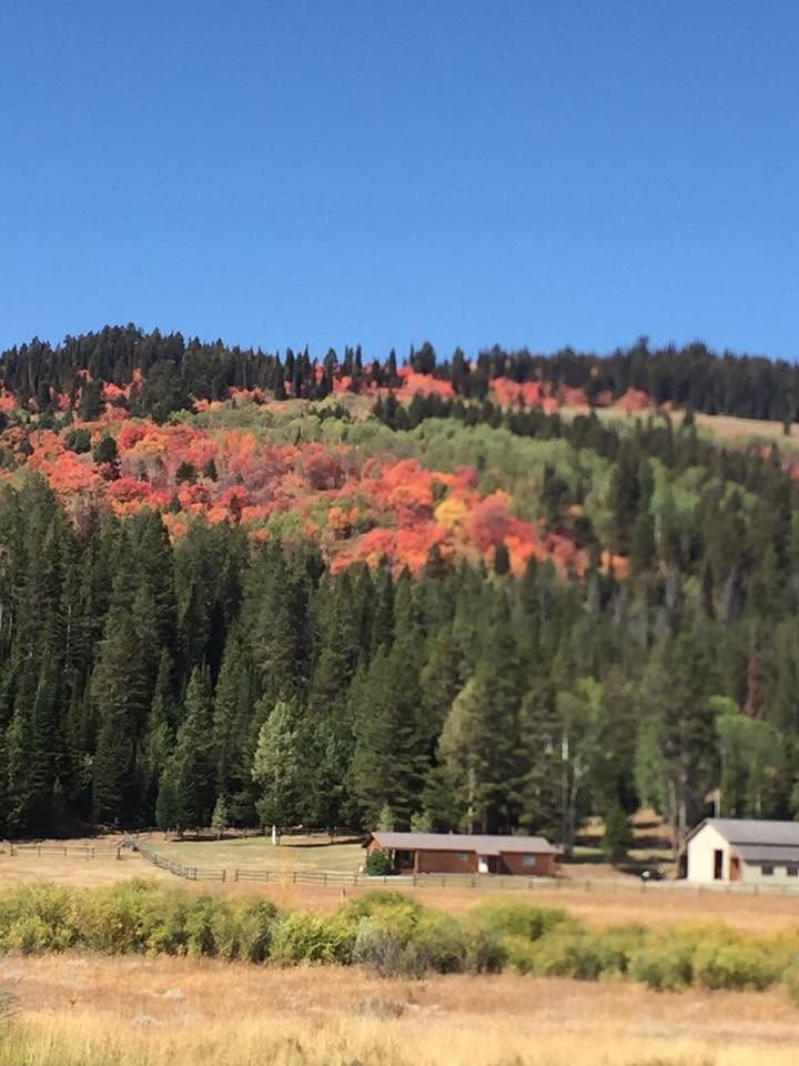 Mountain hillside with colorful autumn trees above a small rural field and buildings under a blue sky