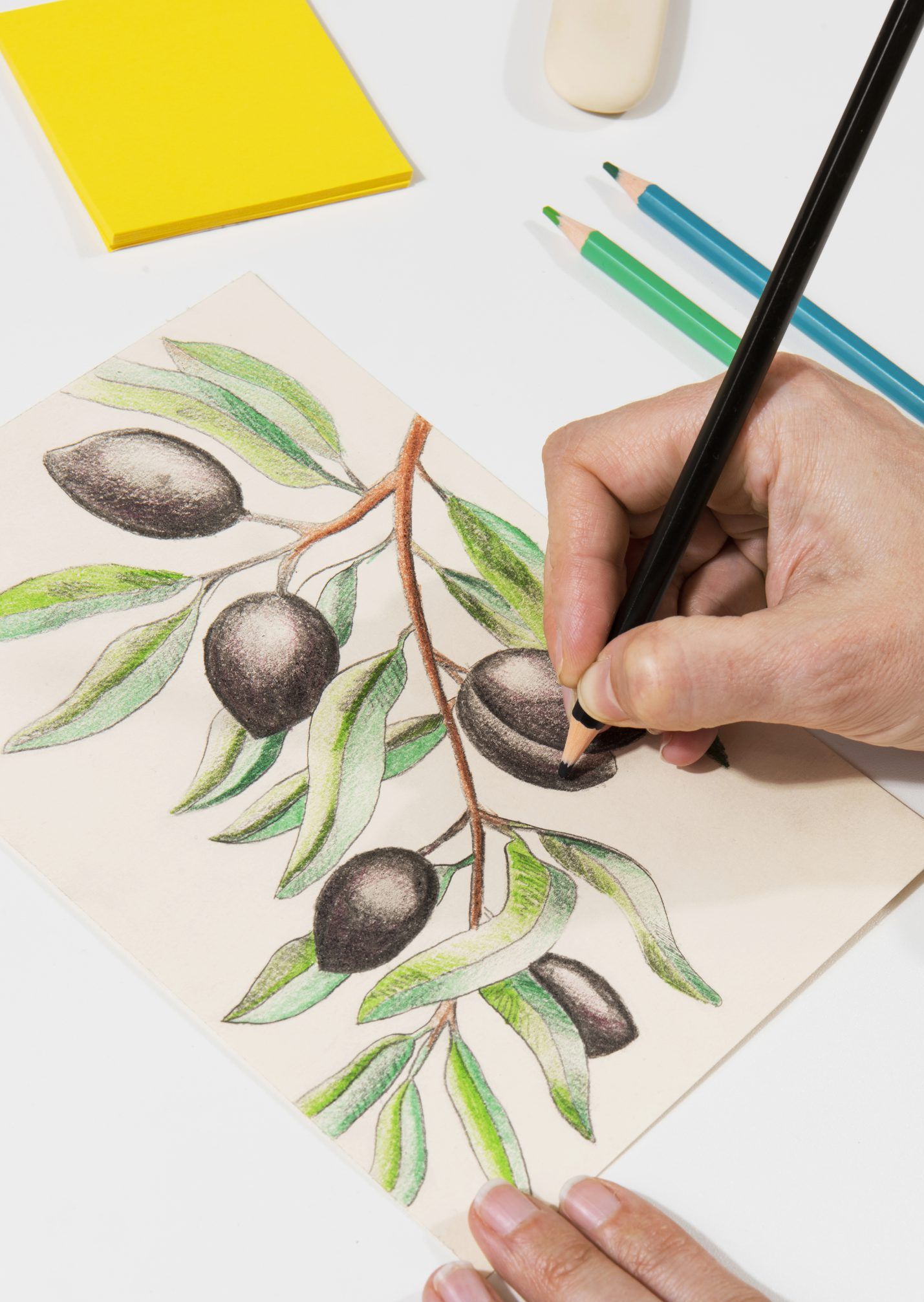 Disegno a mano di un ramo d'ulivo con matite colorate su carta bianca