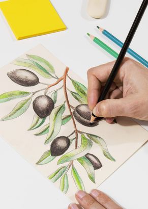 Disegno a mano di un ramo d'ulivo con matite colorate su carta bianca