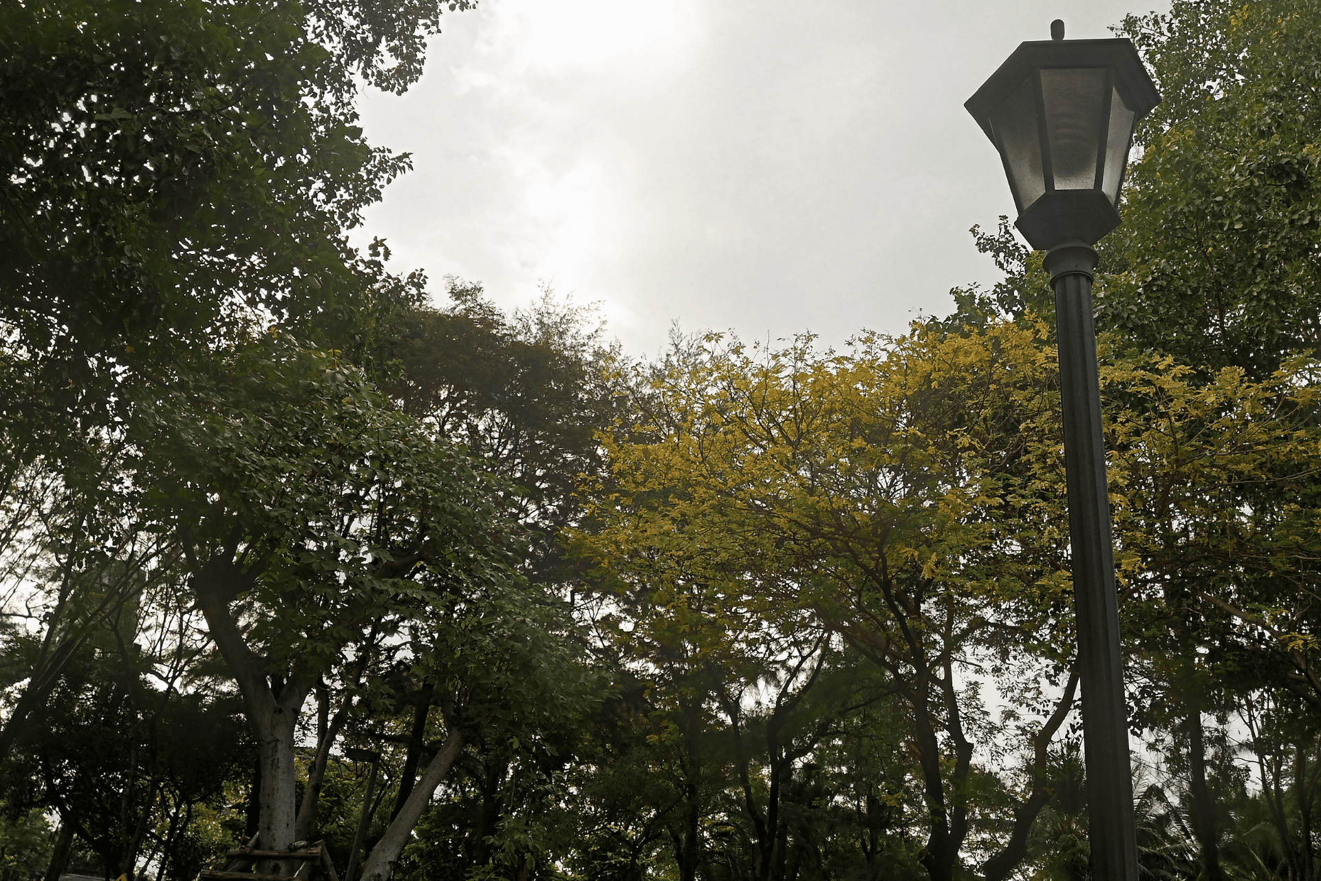 A post light in the middle of some trees in a garden