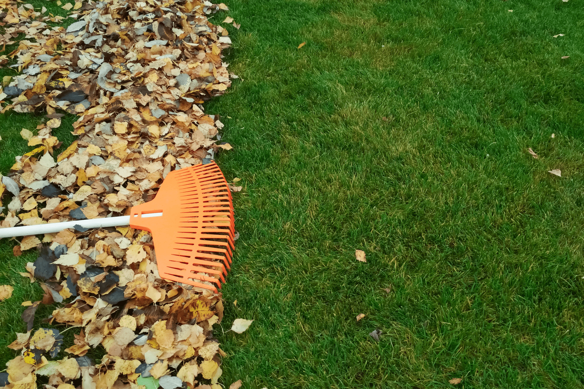 Pile of fall leaves gathered in a pile after raking