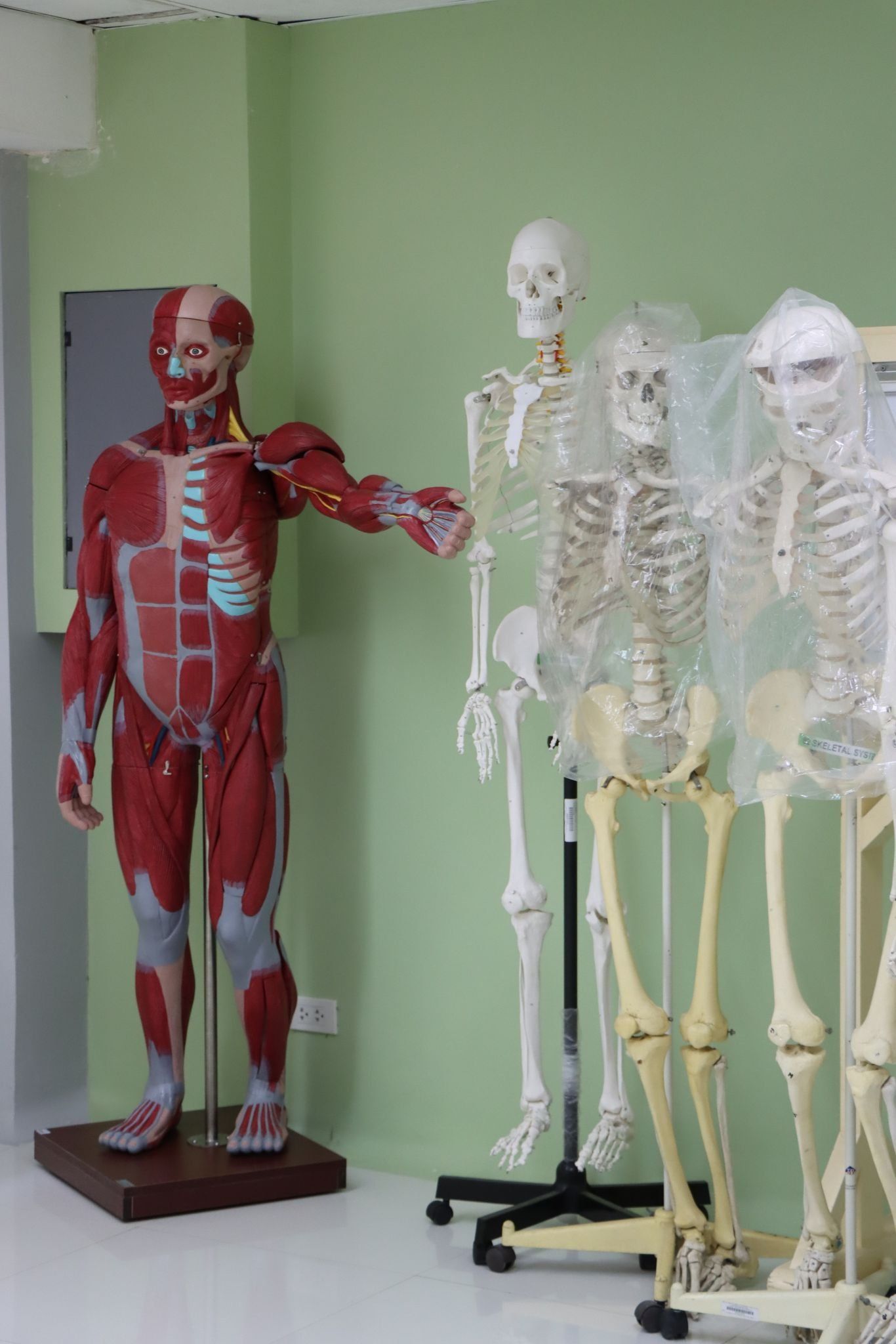 Skeleton models in a classroom, including a red muscle model and three white skeletons on stands