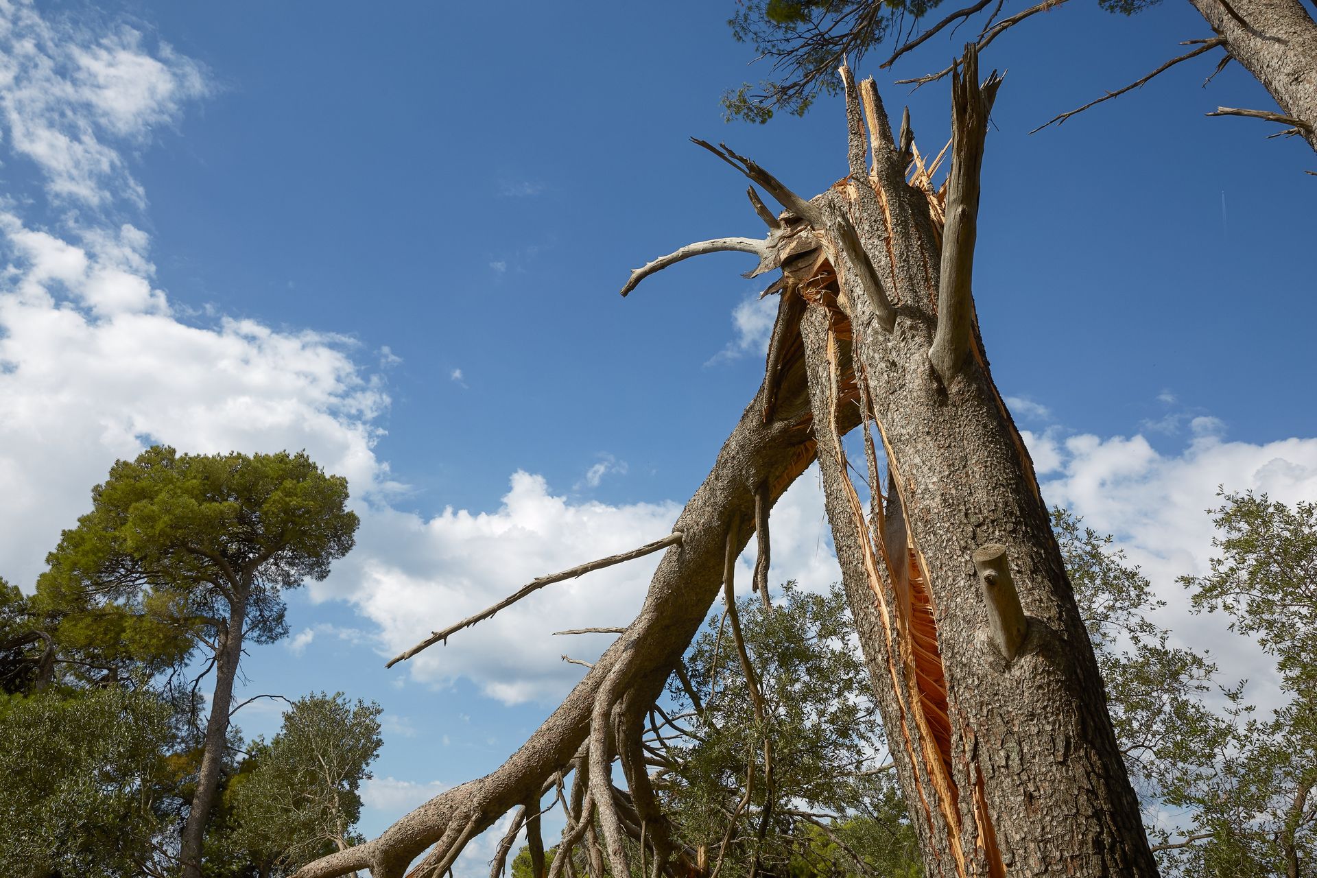 A tree with a hole in it and a blue sky in the background