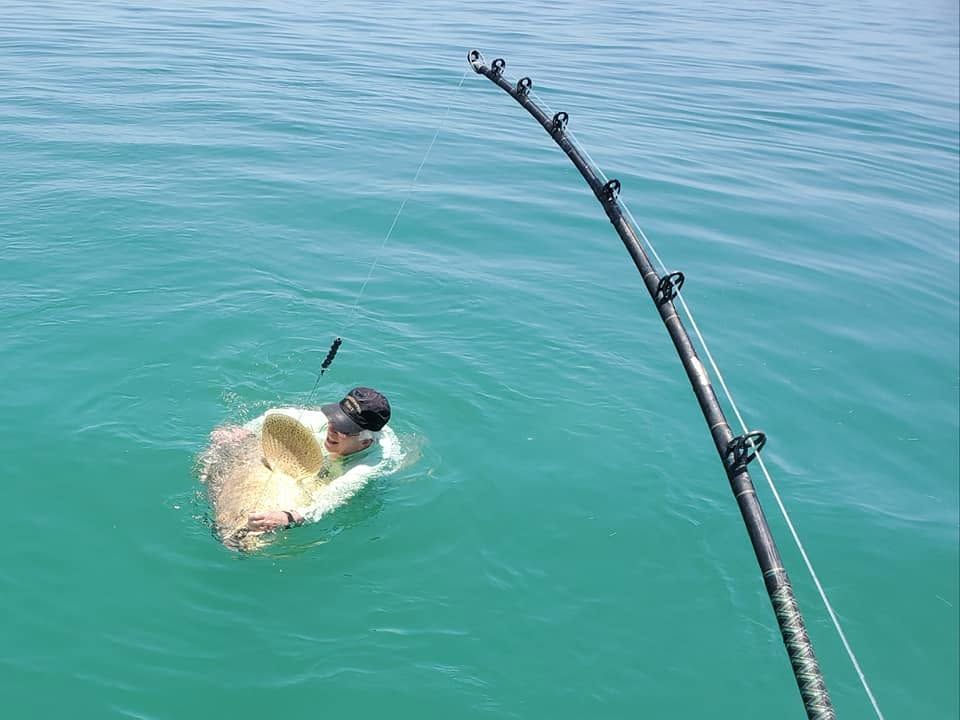 giant goliath grouper