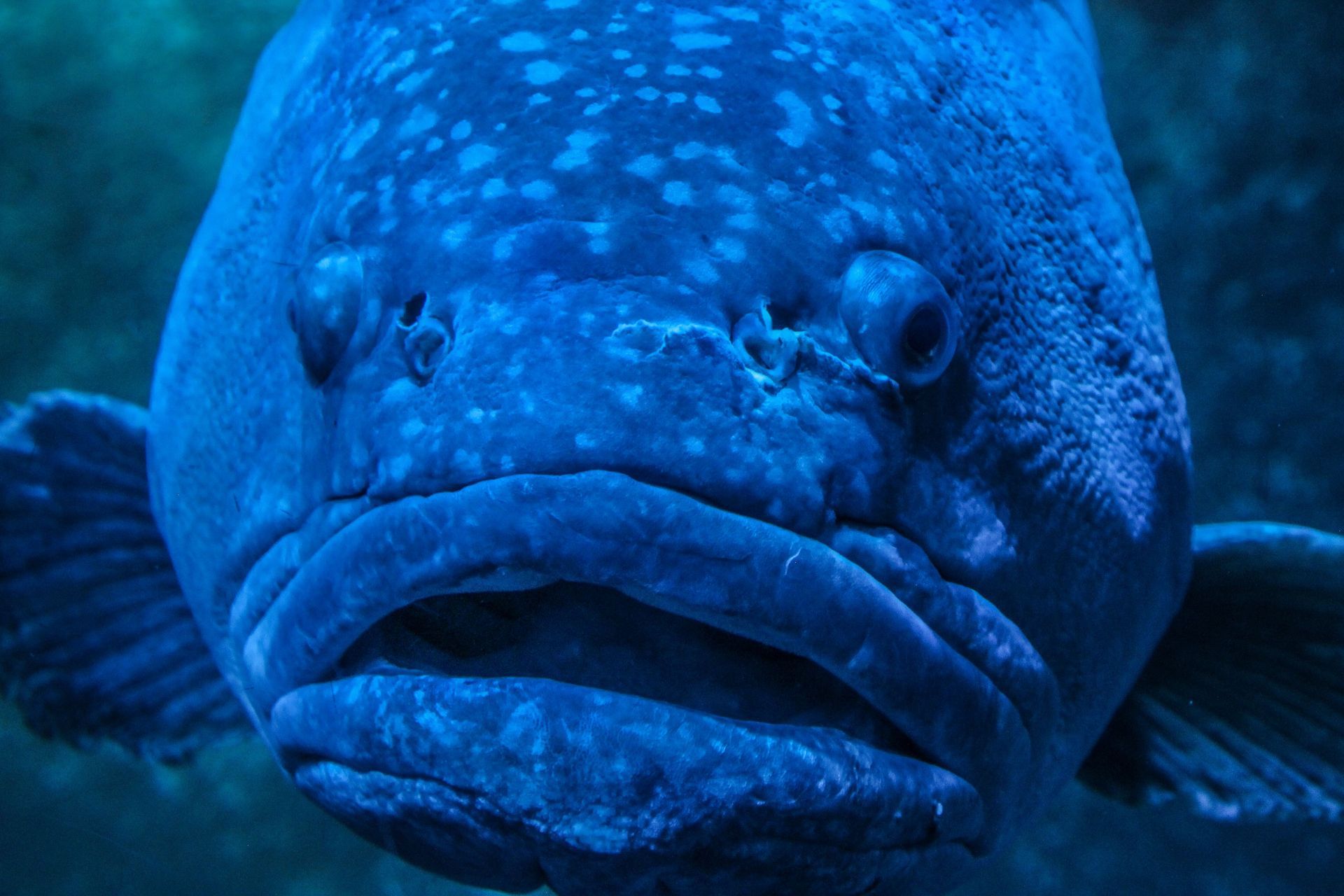 Grouper fishing guide Marco Island FL