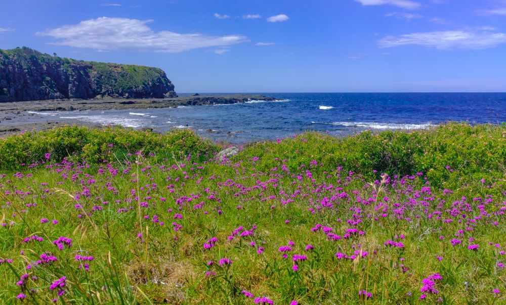 Purple Wildflowers in a Green Field Overlook a Rocky Beach — Fair Plumbing In Albion Park, NSW