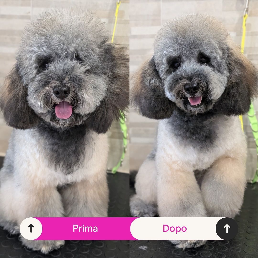 taglio pelo cani