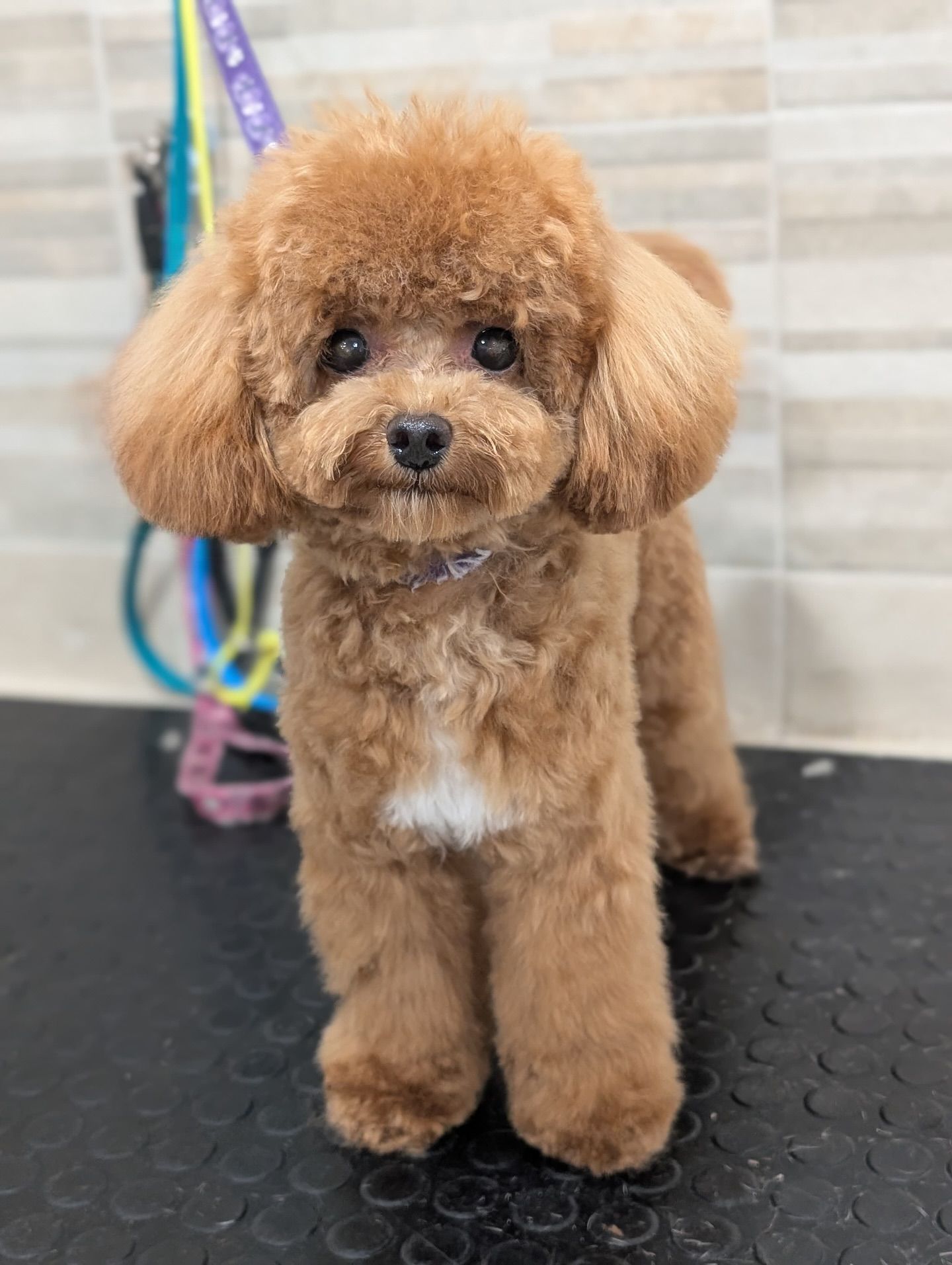 taglio pelo cani