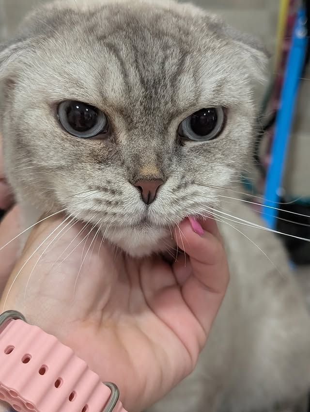 toelettatura gatti