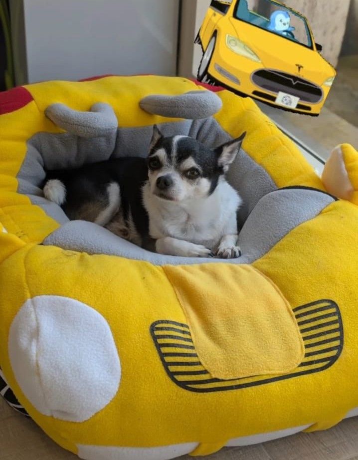 lavaggio cani e gatti