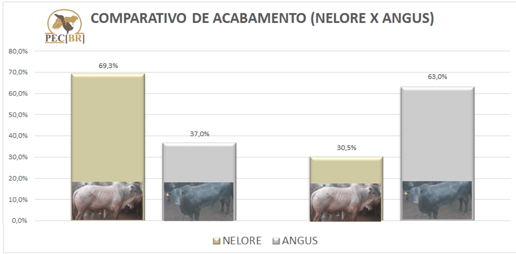 Acabamento de Carcaça Angus x Nelore