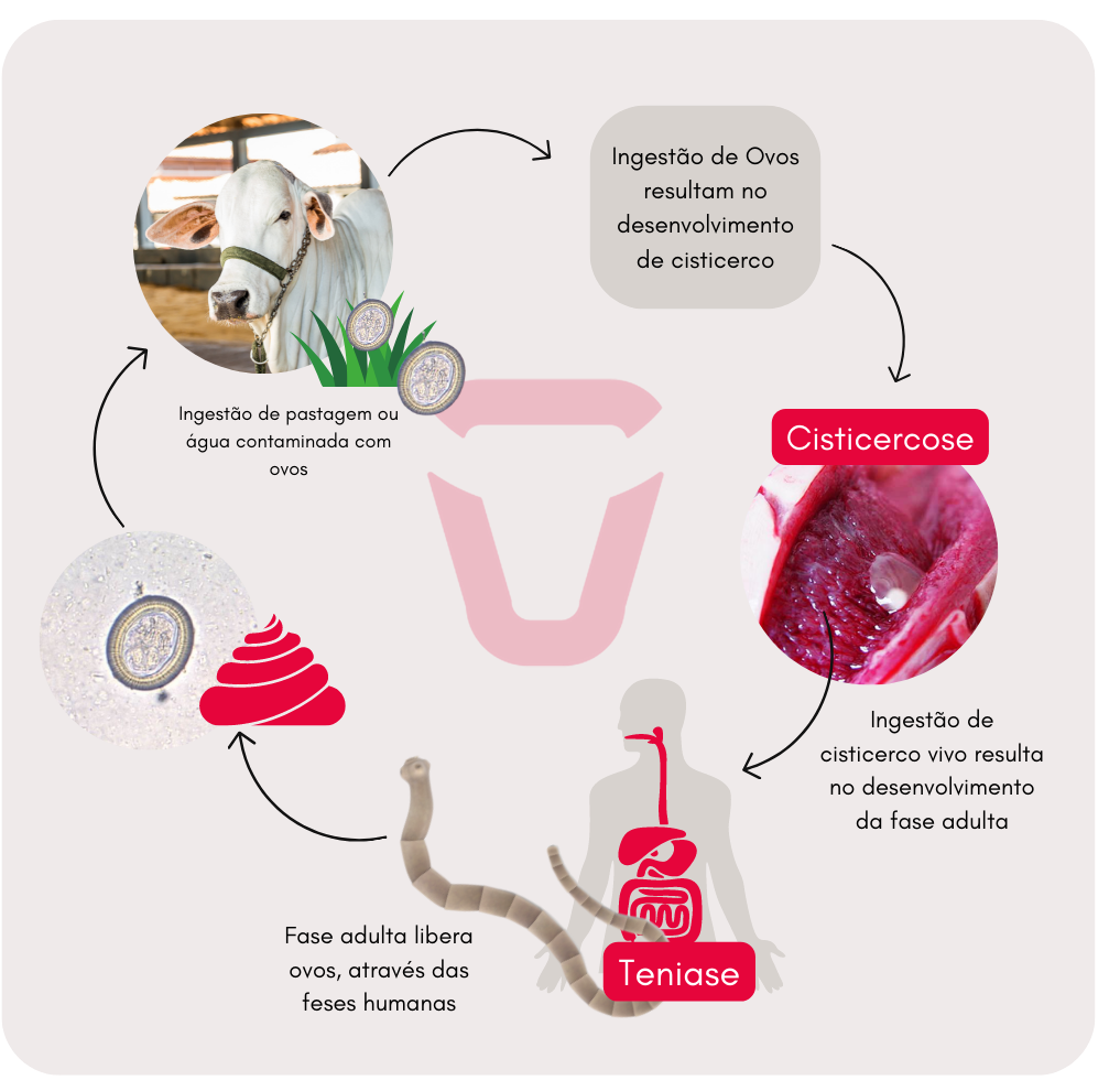 Ciclo do Complexo Teniase- Cisticecose