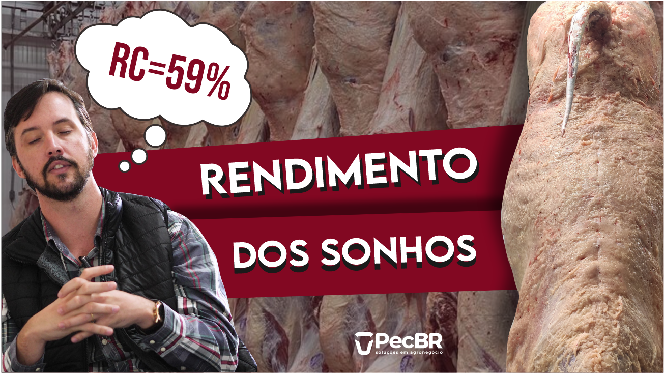 Rendimento de carcaça bovina
