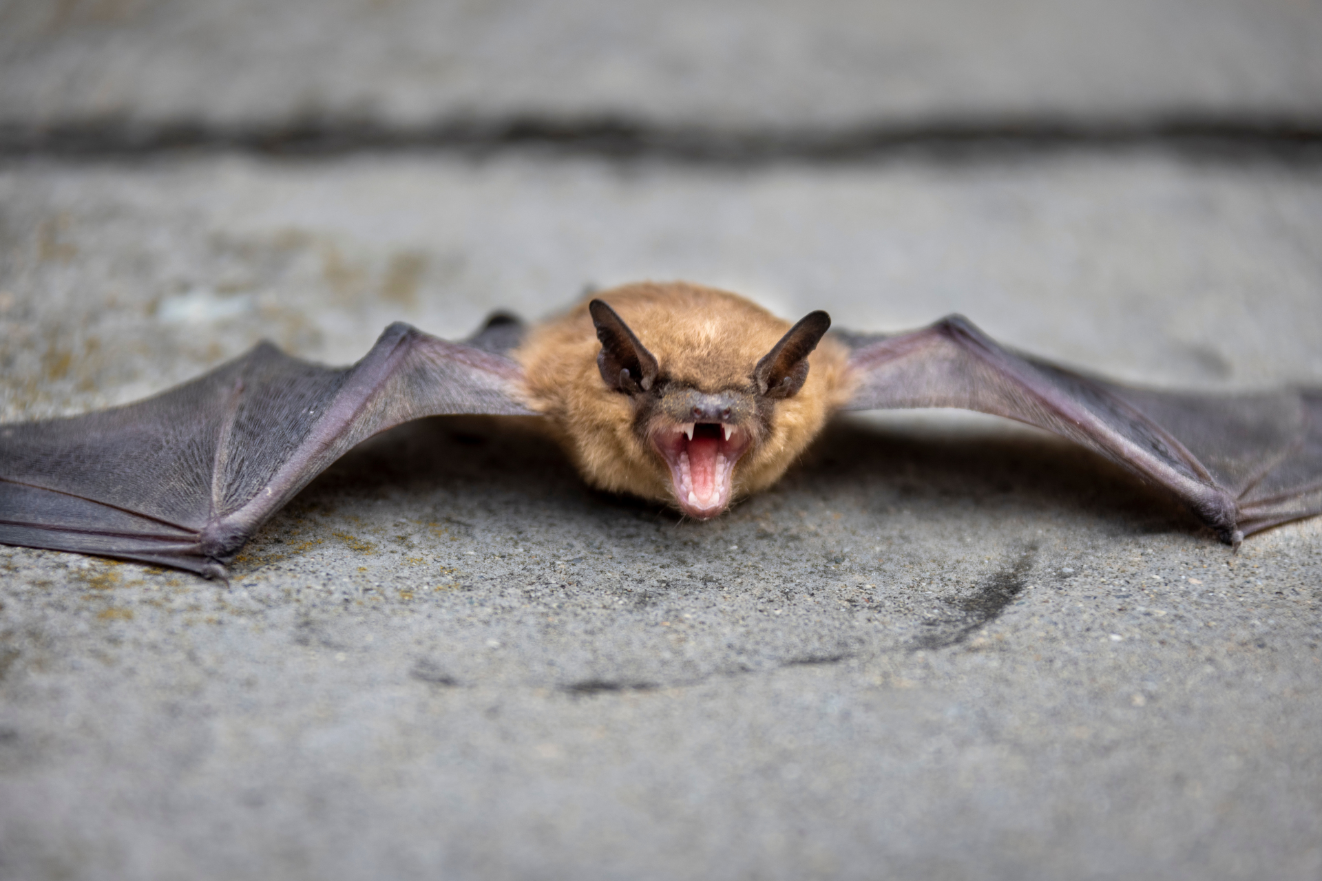 big-bat