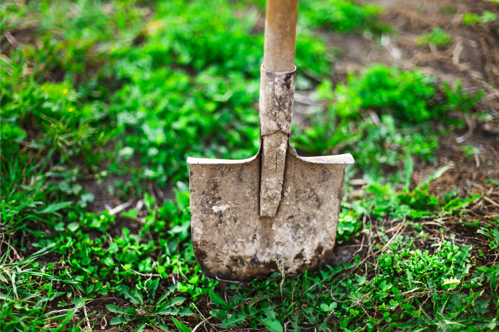 shovel-for-dead-animal