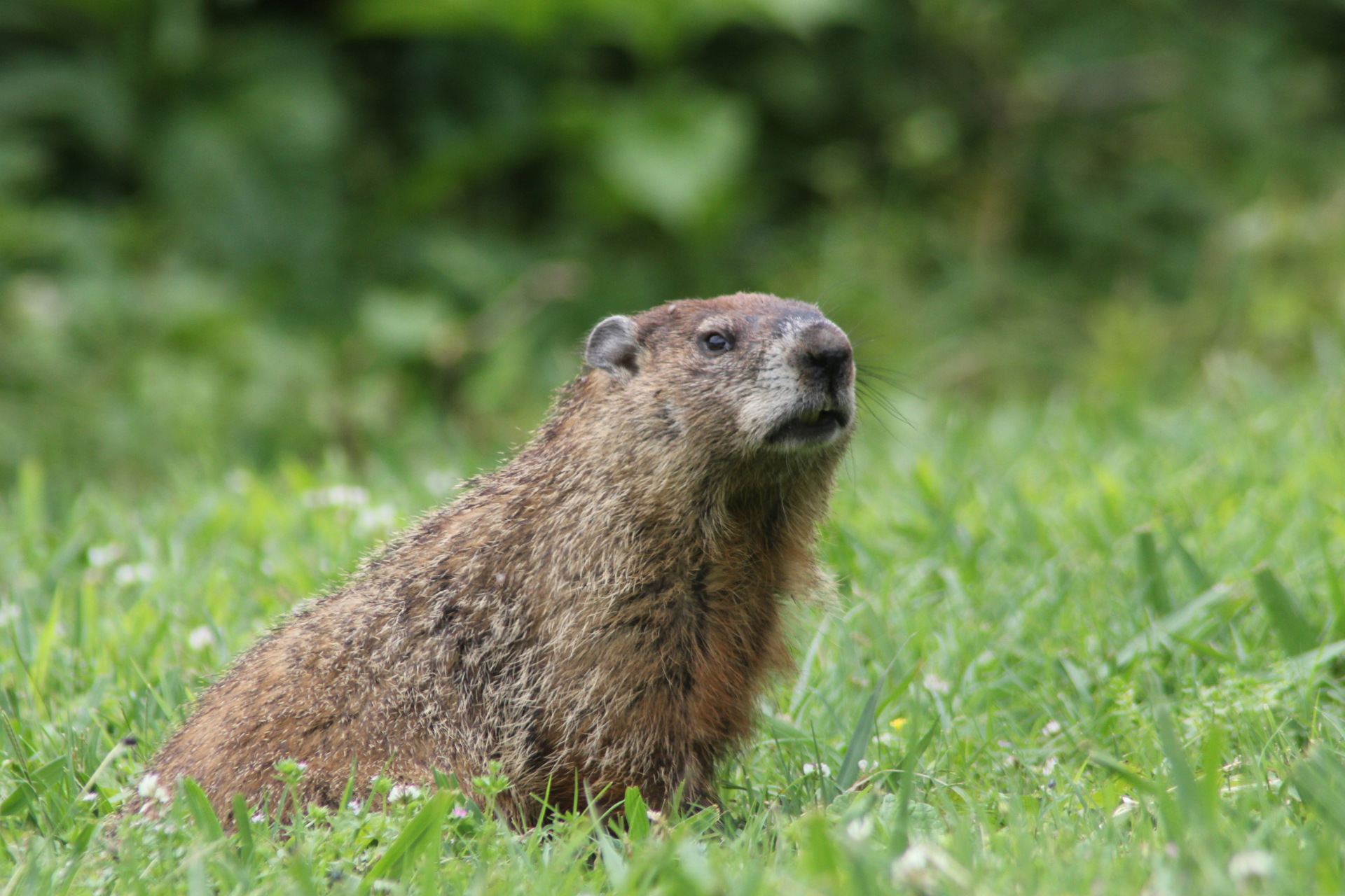 groundhog
