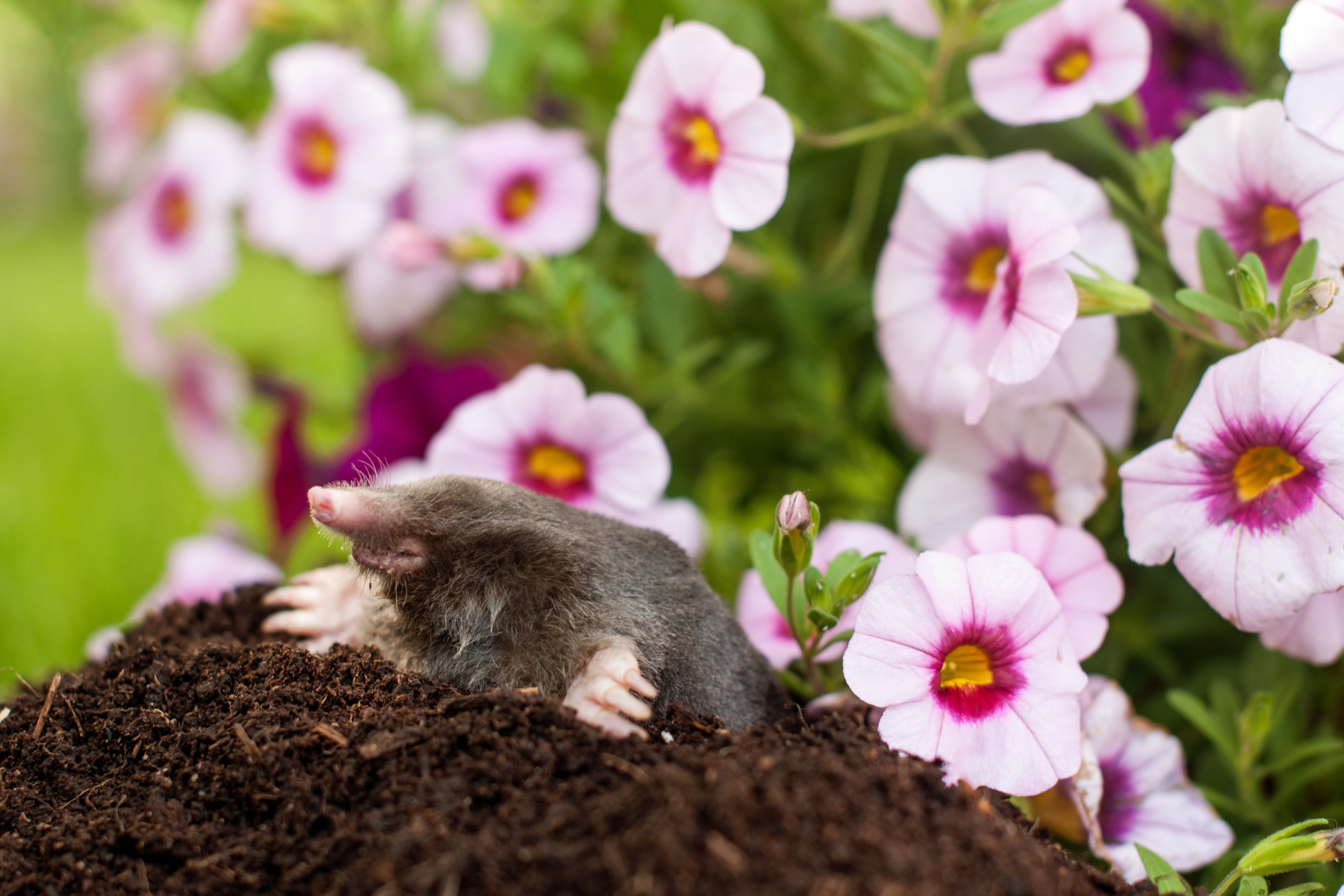mole