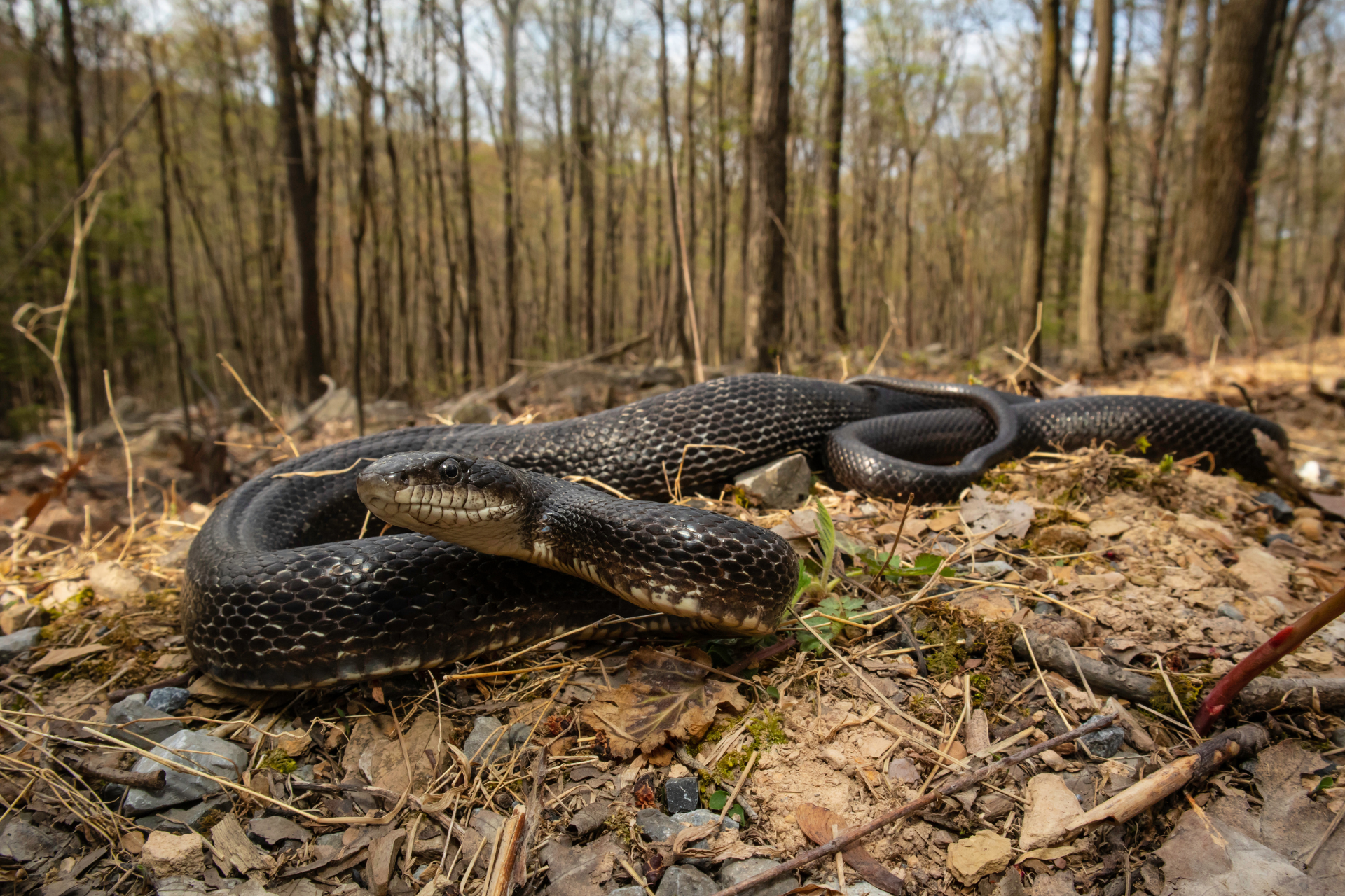 a black snake is laying on the ground in the woods .