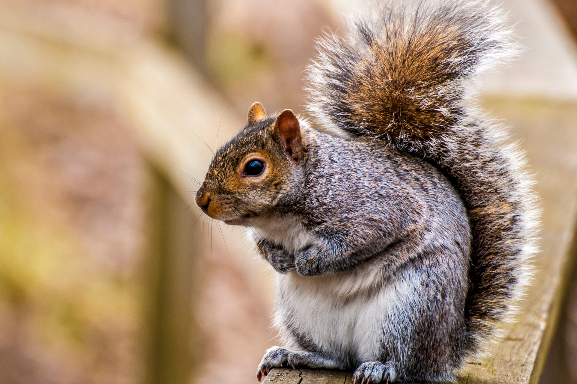 squirrel