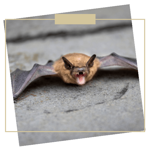 bat