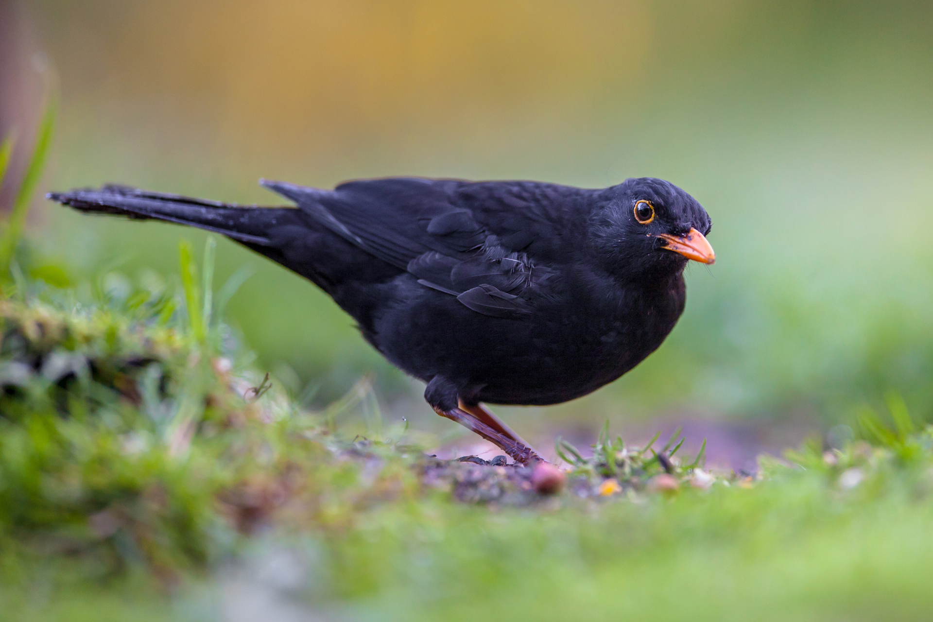 blackbird