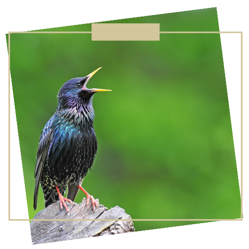 black bird