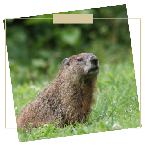 groundhog