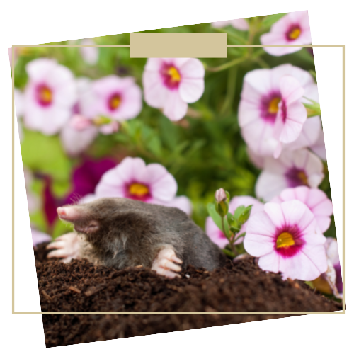 mole