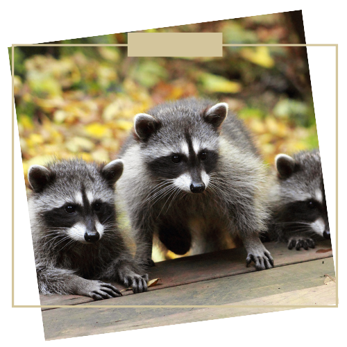 Raccoons