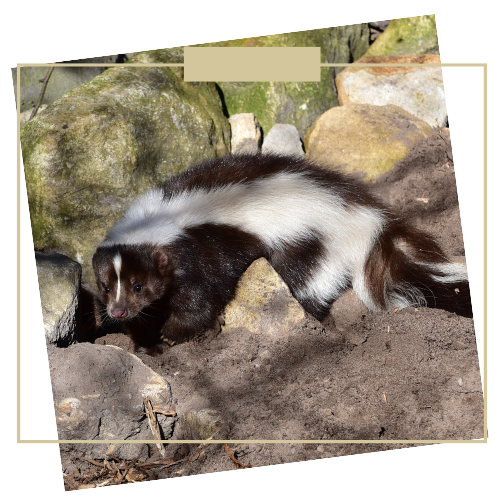 Skunk