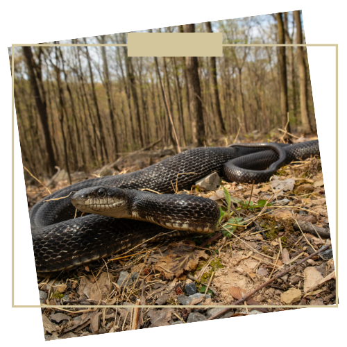 Snake
