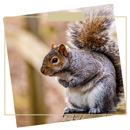 gray squirrel