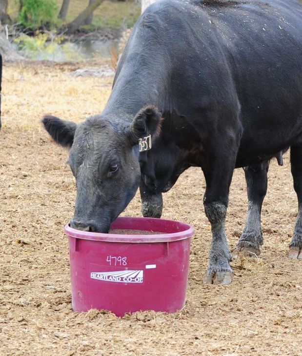 Heartland Co-op Mineral tub with cow eating out of it