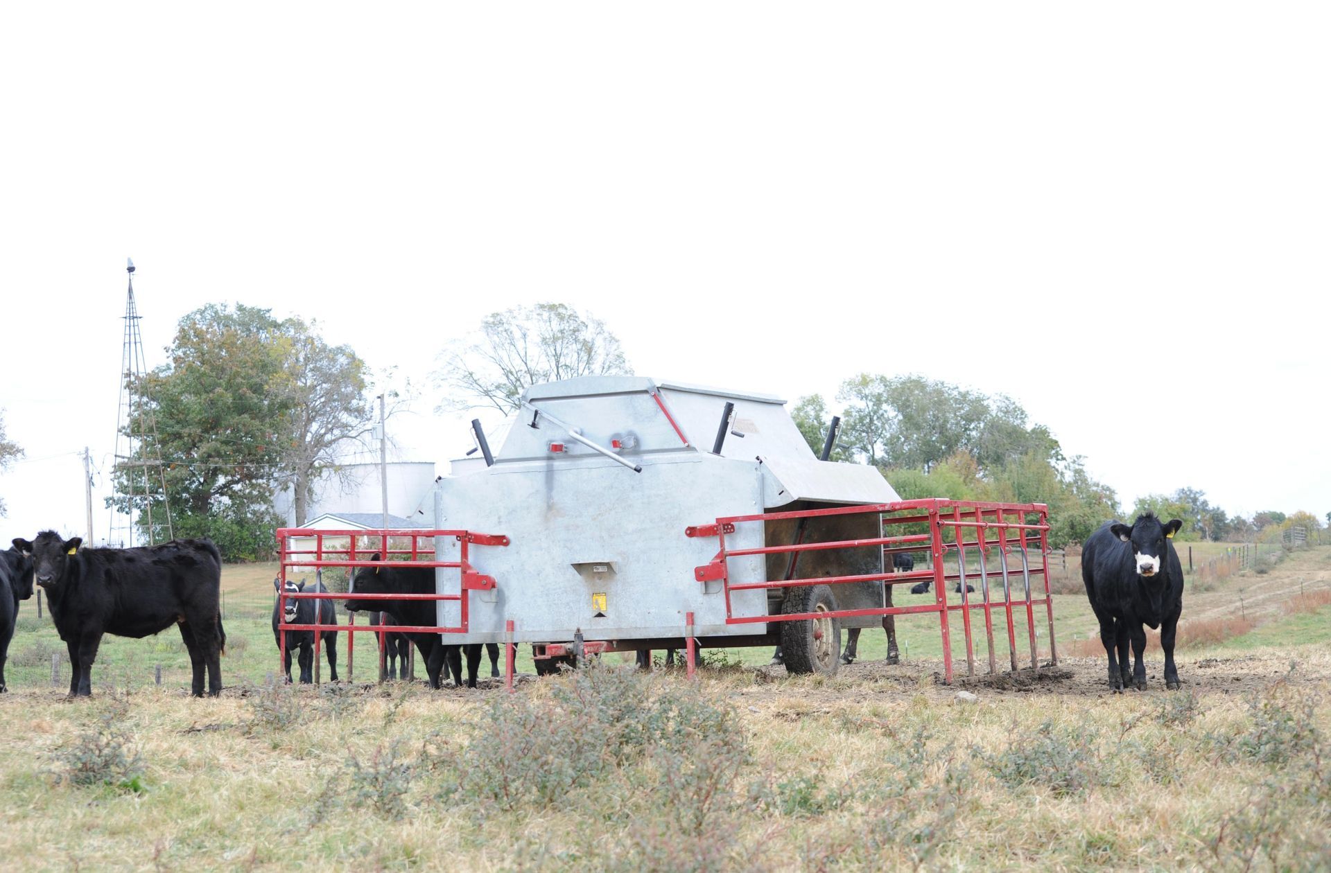 calves in creep feeder