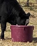 cow eating Heartland Co-op mineral tub