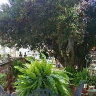 Leafy garden with a large tree, a bright green fern, and a shaded wooden fence