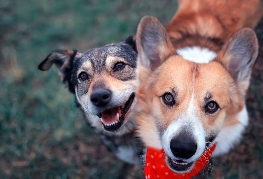 happy hosts
