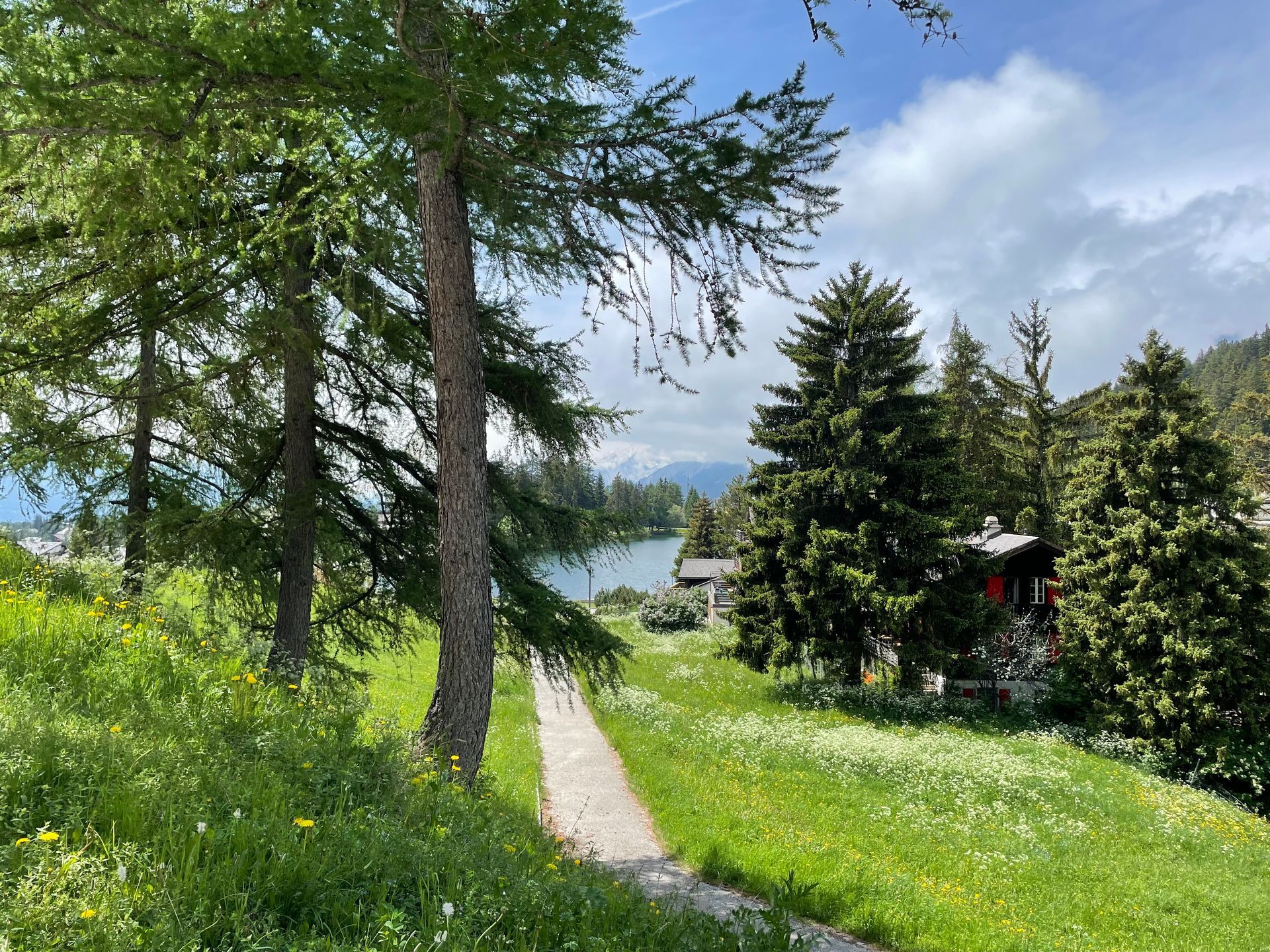 A dirt path winds through a grassy, wildflower-filled meadow toward a lake surrounded by evergreen trees and mountains.