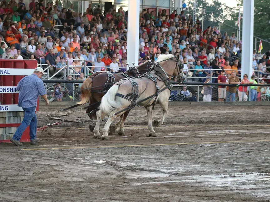 Two horses pulling a cart in a muddy arena with a crowd watching in the stands