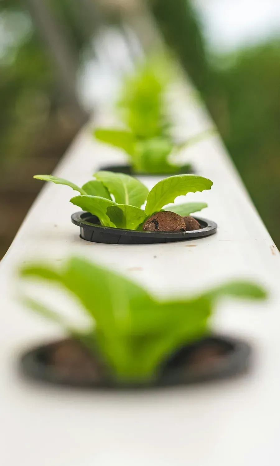 Farmtec – fish production in a recirculating aquaculture system