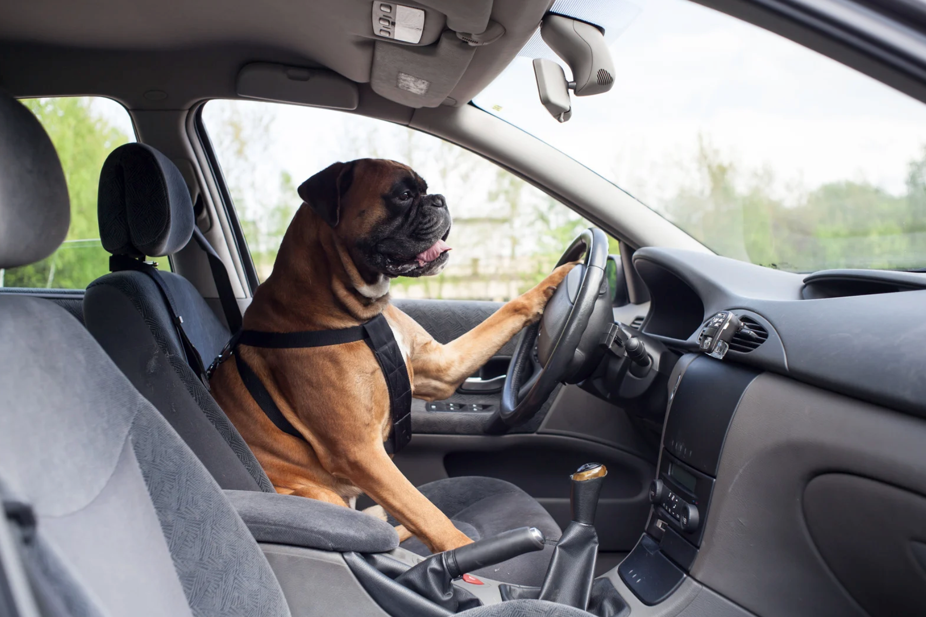 Dog In Locked Car, Need Help Near Me