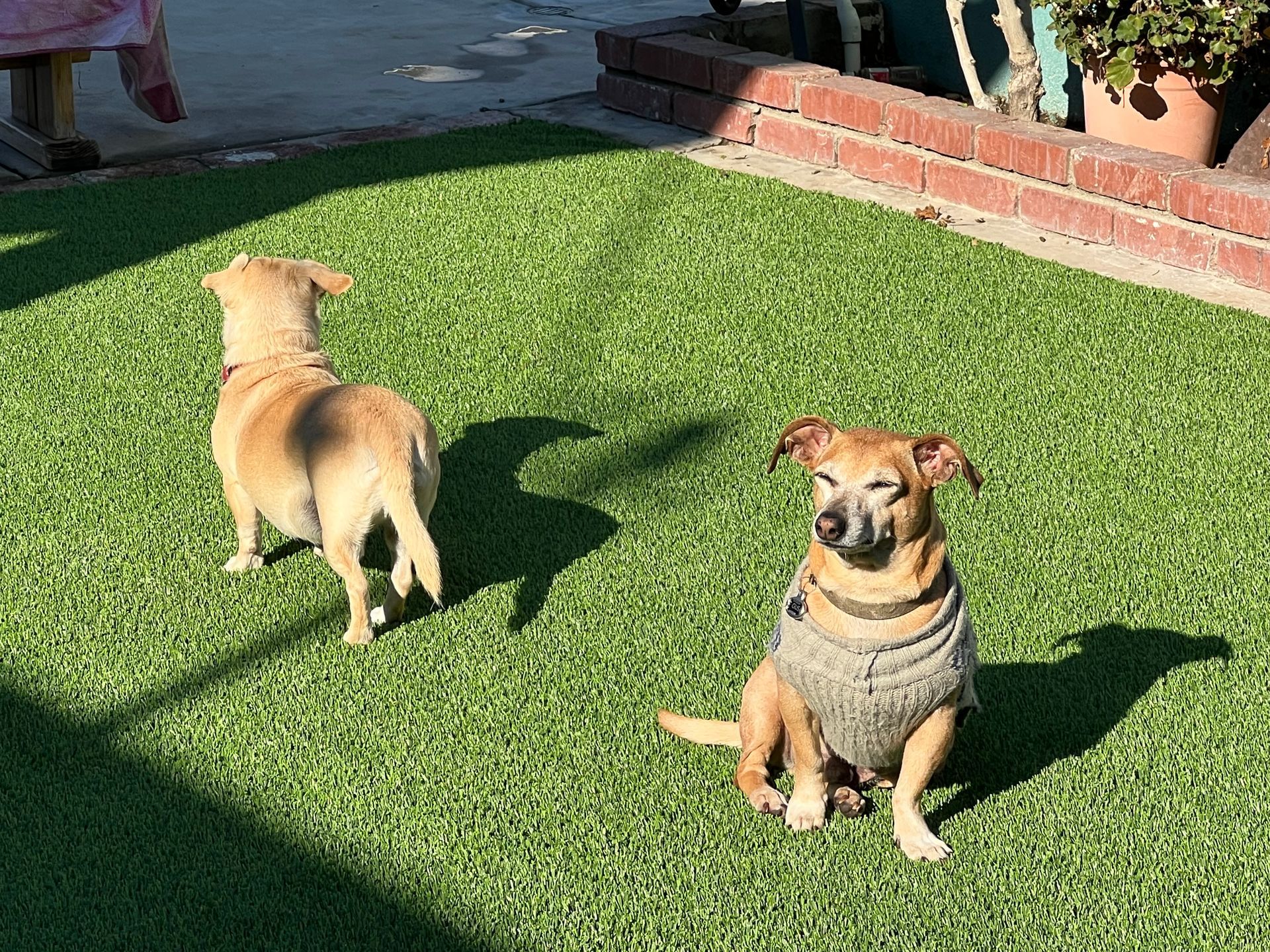 new pet turf for foster dog home