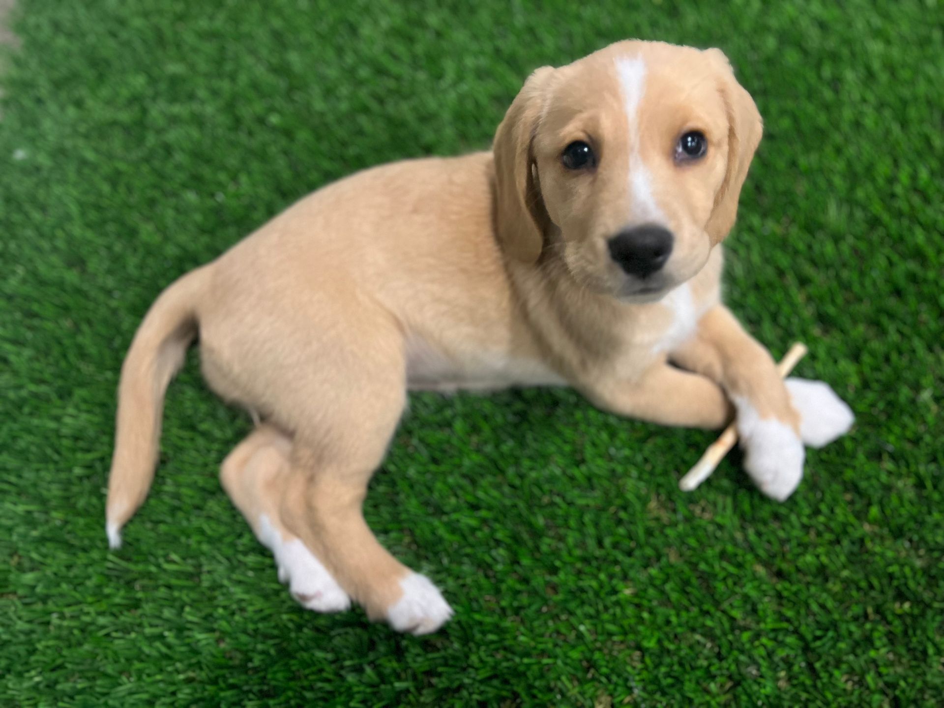 puppy  sitting on new pet turf
