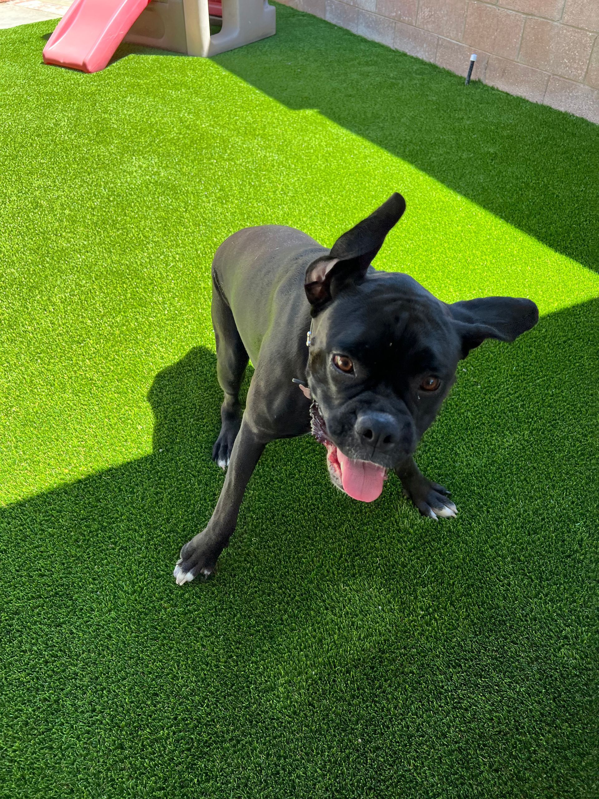 black dog sitting on new pet turf